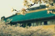 视频: 航拍武大樱花烂漫绽放-航拍网