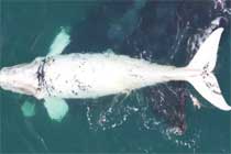 [视频]无人机在澳大利亚捕捉到罕见的白鲸宝宝-航拍网