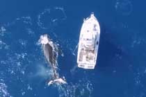 [视频]无人机捕捉到三头鲸鱼围着一艘船“跳水上芭蕾”的奇景-航拍网