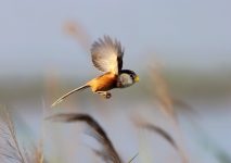 国家林业和草原局：严禁用无人机拍鸟-航拍网