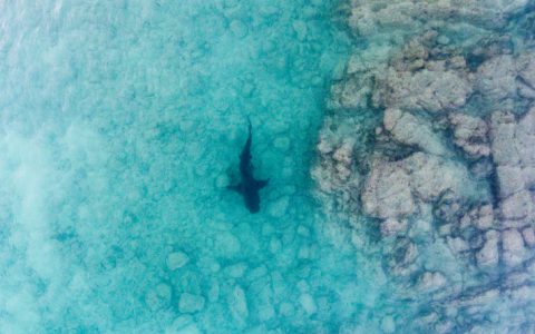 无人机收集鲨鱼出没数据，350 名人员接受飞行操作培训-航拍网