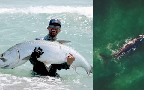 网友借助无人机钓百磅大鱼 学者航拍为鲸鱼秤重-航拍网