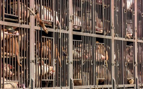 不法商贩用无人机散播猪瘟病毒诱猪农低价出售生猪牟利-航拍网