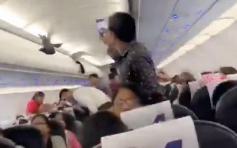 两只鸽子偷乘印度飞机藏身行李厢,全员赶飞鸽致航班延误30分钟-航拍网
