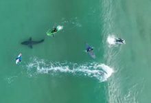 有惊无险！无人机拍到3米长大白鲨在冲浪者下方徘徊-航拍网