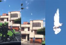 白鸽展翅定格半空 路人啧啧称奇 有可能是仿生无人机?-航拍网