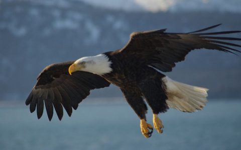 秃鹰对密歇根州的一架测绘无人机“发动空中攻击” 致使其坠落湖底-航拍网