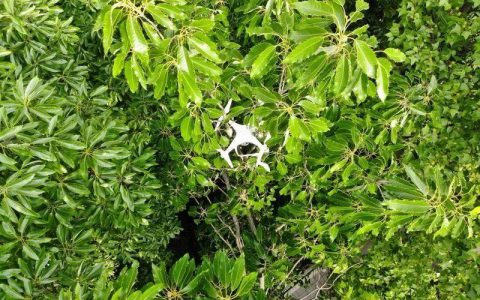为救无人机冒险上树下不来 男子四天两次报警求助-航拍网