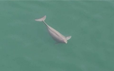 宜昌无人机巡查意外拍到怀孕江豚-航拍网