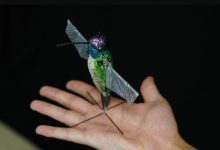 美媒:美军正研发仿生微型飞行器,“你看鸟的时候鸟也在看你”-航拍网