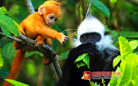 广西出台条例:禁止使用无人机追逐拍摄白头叶猴-航拍网