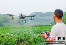 自贡贡井:从“肩上背”到“天上飞” 植保无人机1小时打药150亩-航拍网