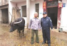 江夏有个“牛”民警 升起无人机为村民找耕牛 辖区连续11年无刑事警情-航拍网